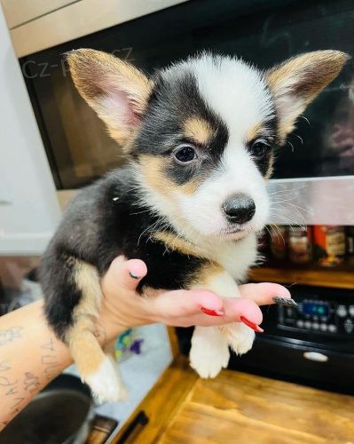 tata Nejvy tdy Corgi.
