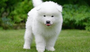 samoyed tata ;