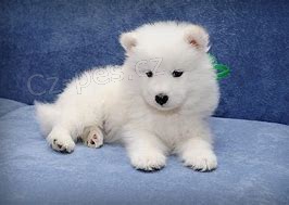 samoyed tata ;*