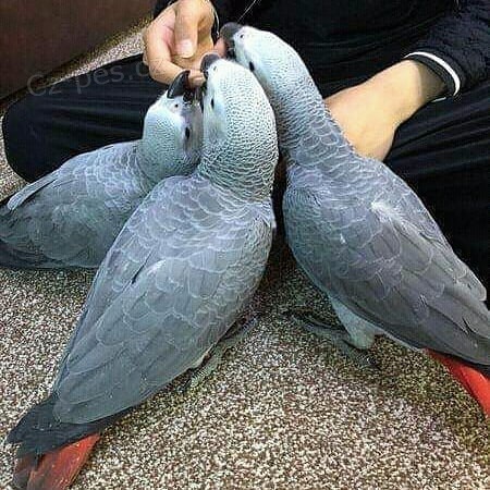 Roztomil� a ocho�en� dom�c� chovan� africk� papou�ky �ed� jak ml��ata, tak dosp�l� a plodn� vaj��ka k dispozici se v�emi pap�ry