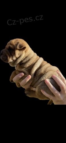 ttka Sharpei