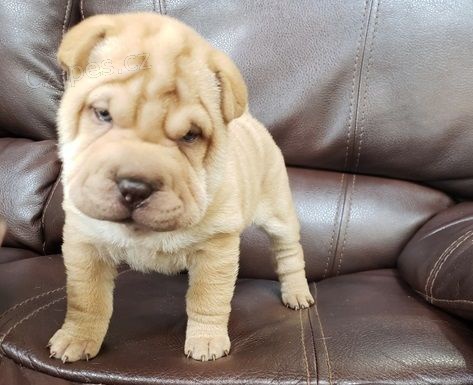 Prodm nsk tata shar-pei.