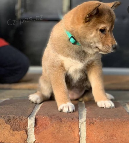 istokrevn tata Shiba Inu