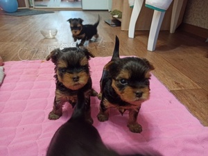 AKC-rozkon Teacup yorkie tata na prodej