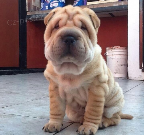 Prodm krsn nsk tata shar-pei.