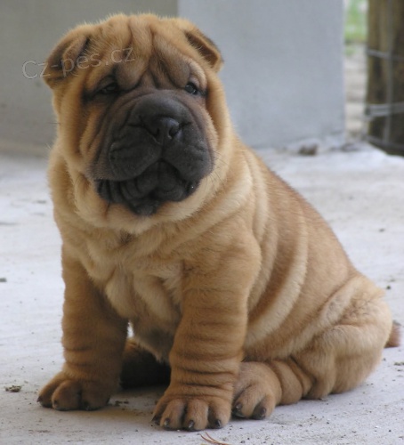 shar-pei tata k adopci.