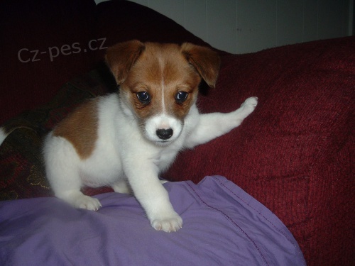 tata Jack Russell k adopci