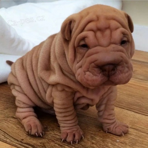 Prodm zdrav tata okovan shar-pei.