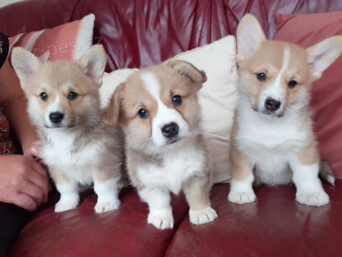 Prodm tata Pembroke Welsh Corgi.