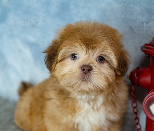 tata shih tzu