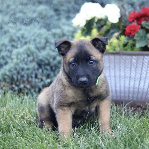 Prodm krsn okovan a oderven ttka belgickho malinoise