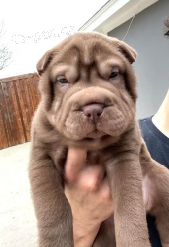 Prodm zdrav tata okovan shar-pei.