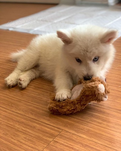 Prodm tata Samusky (smen plemeno samojed/sibisk husky)