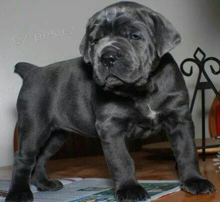 Prodm zdrav okovan tata italskho Cane Corso