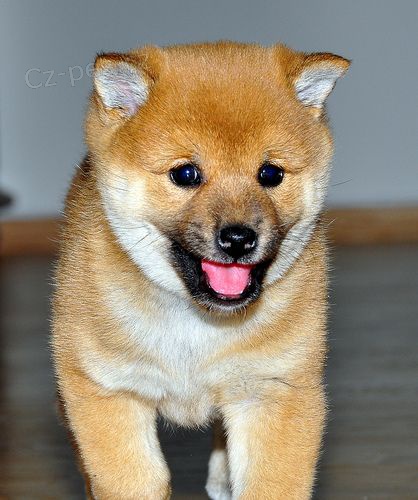 Prodm rozkon miminka tata shiba inu