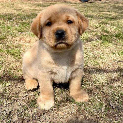 Labradorsk� retr�vr s PP~ Fenecka