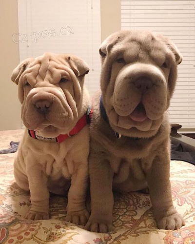 Shar-pei okovan tata na prodej.