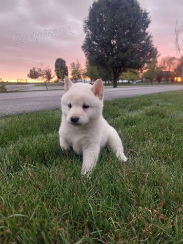 zdrav tata shiba inu