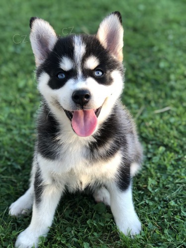 Prodm rozkon ttka sibiskho huskyho s krsnma modrma oima.