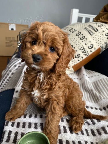 Prodm tata Cavapoo.