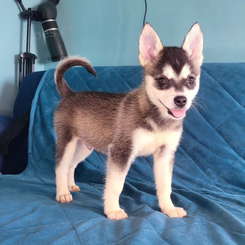 Prodm tata ALASKAN KLEE KAI