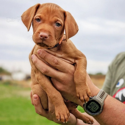 VIZSLA TATA K Adopci