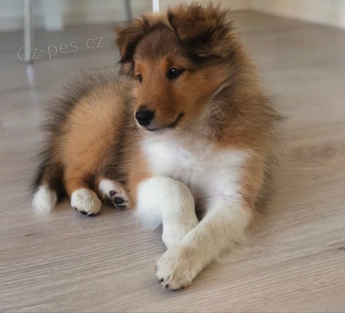 Prodm tata SHELTIE