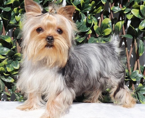 jorkrsk terir - tata yorkie