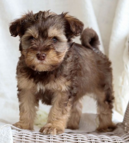 Mini Schnoodle tata na prodej