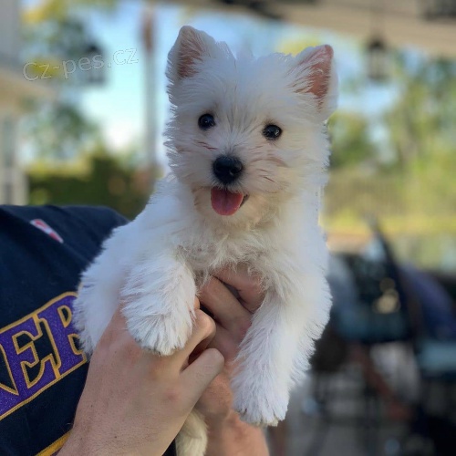 Prodm tata West Highland White Terriers