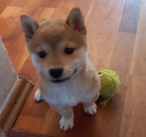 Shiba inu