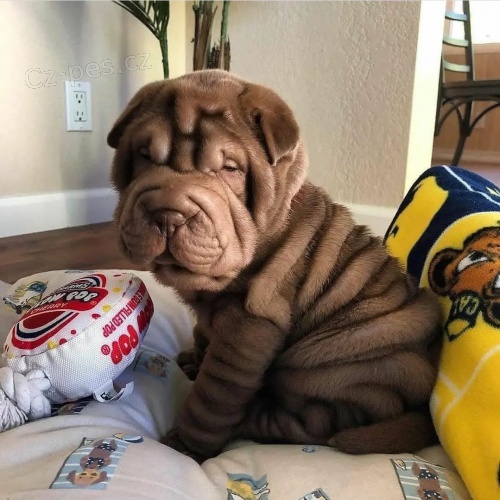 Shar-pei okovan tata na prodej.