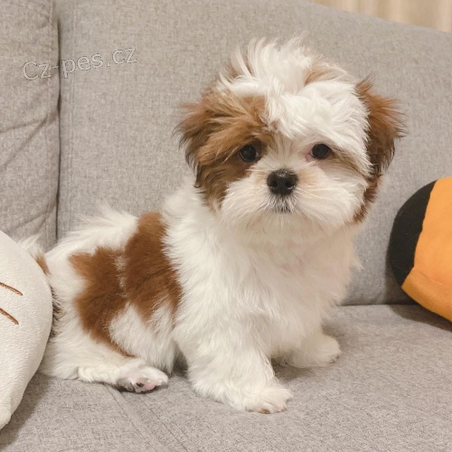 ttka  shih-tzu s pp