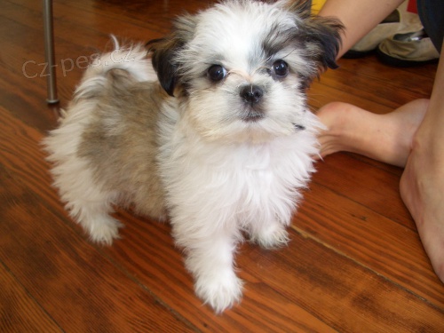 Prodm tata Shih Tzu