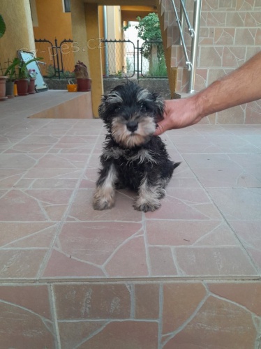 Prod�m �t��ata mal�ho kn�ra�e