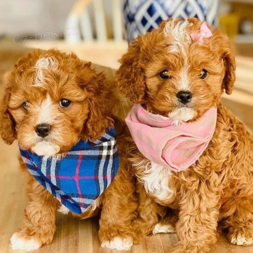 mini tata Cavapoo