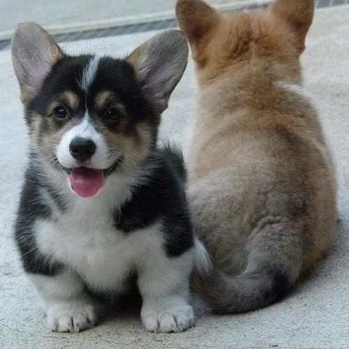 Pembroke Welsh Corgi k adopci