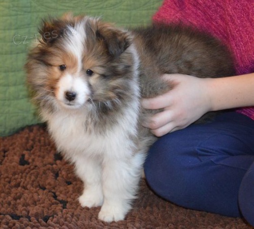 Okovan tata Sheltie