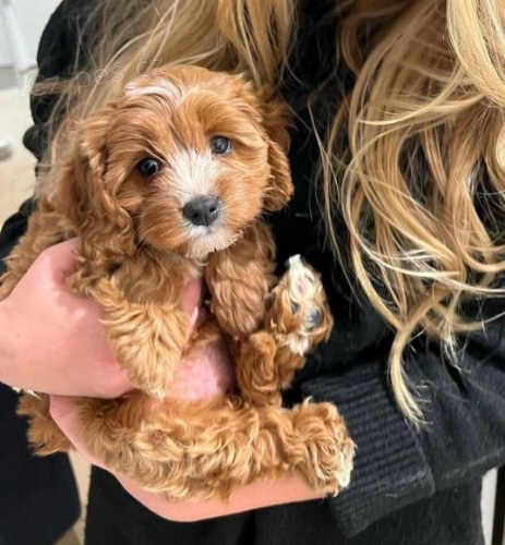 mini tata Cavapoo