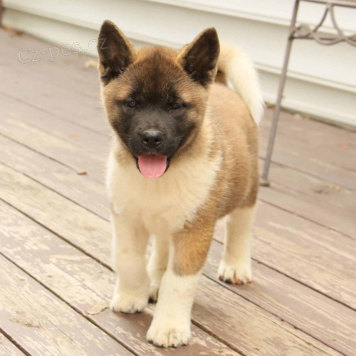 Japonsk tata Akita Inu k adopci