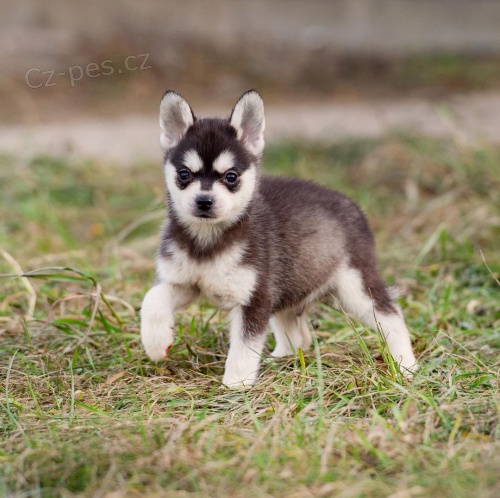 PRODM TATA ALASKAN KLEE KAI