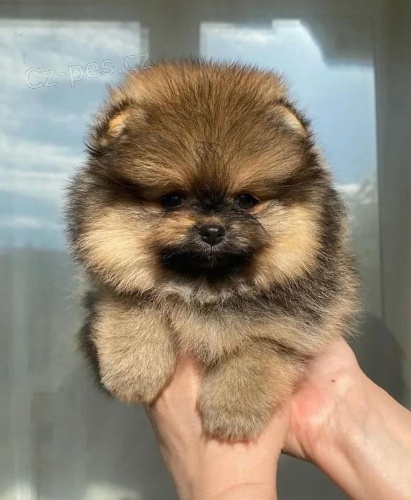 Hygienicky vykolen miniaturn tata pomeranian na prodej.