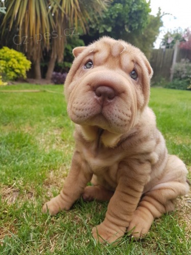 tata okovan shar-pei.