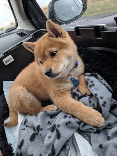 TATA MINI SHIBA INU