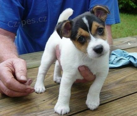 tata jack russell terira.