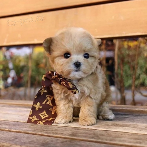 Maltipoo tata