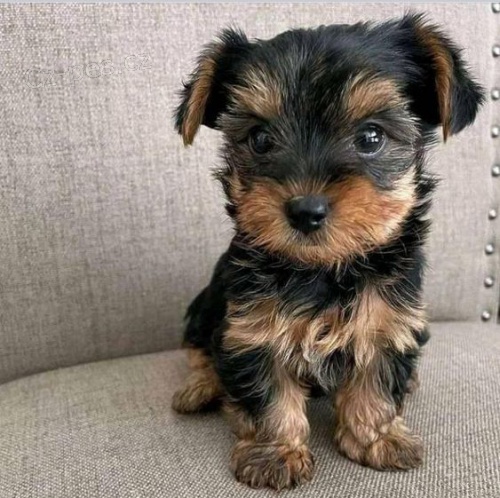 TTKO YORKIPOO