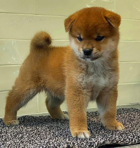 tata shiba inu