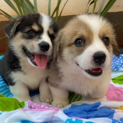 tata Pembroke Welsh Corgi