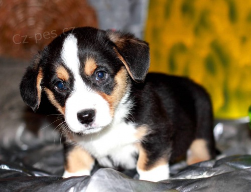 Cardigan Welsh corgi.